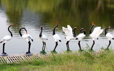 池塘邊上一群玻璃鋼仿真仙鶴雕塑