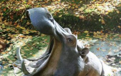 動物園里擺放的張著大嘴的玻璃鋼仿真創意河馬雕塑