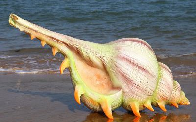 海邊廣場(chǎng)擺放的玻璃鋼彩繪仿真海螺雕塑